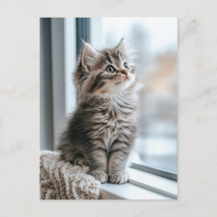 Kitten near the window holiday postcard