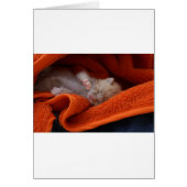 Kitten Newborn- Fully Customisable (Front)