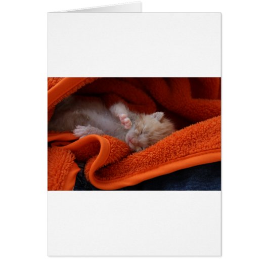 Kitten Newborn- Fully Customisable (Front)