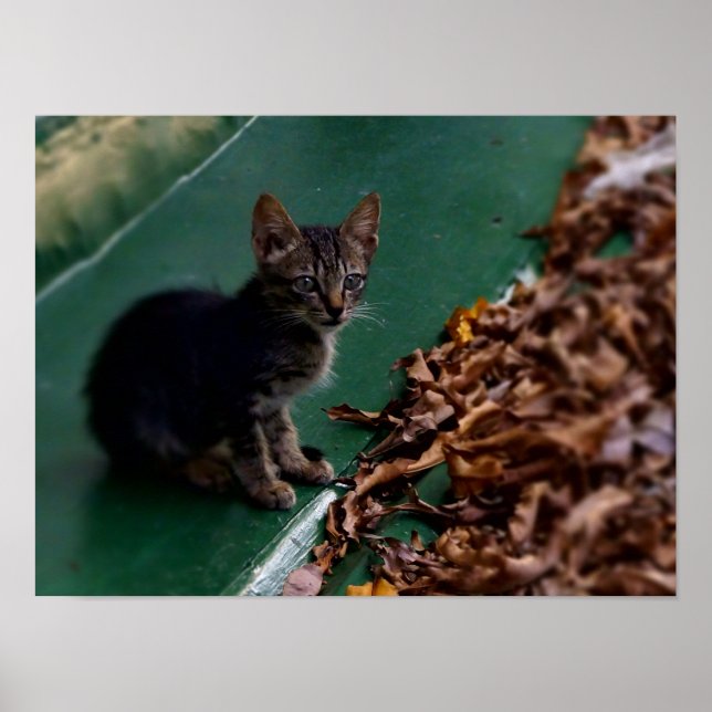 Kitten on the Roof Poster (Front)
