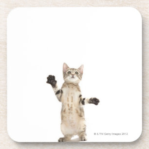 Kitten on white background coaster