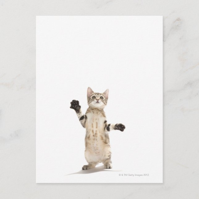 Kitten on White Background Postcard (Front)