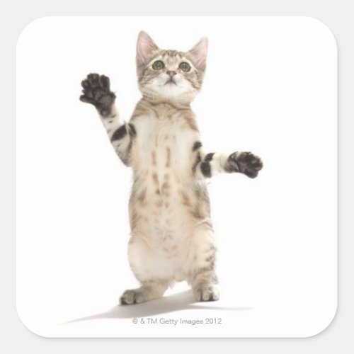 Kitten on White Background Square Sticker