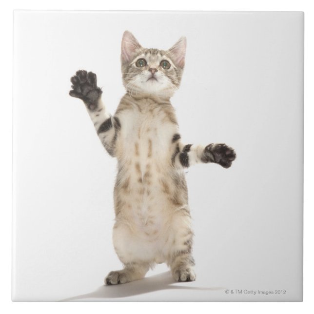 Kitten on White Background Tile (Front)