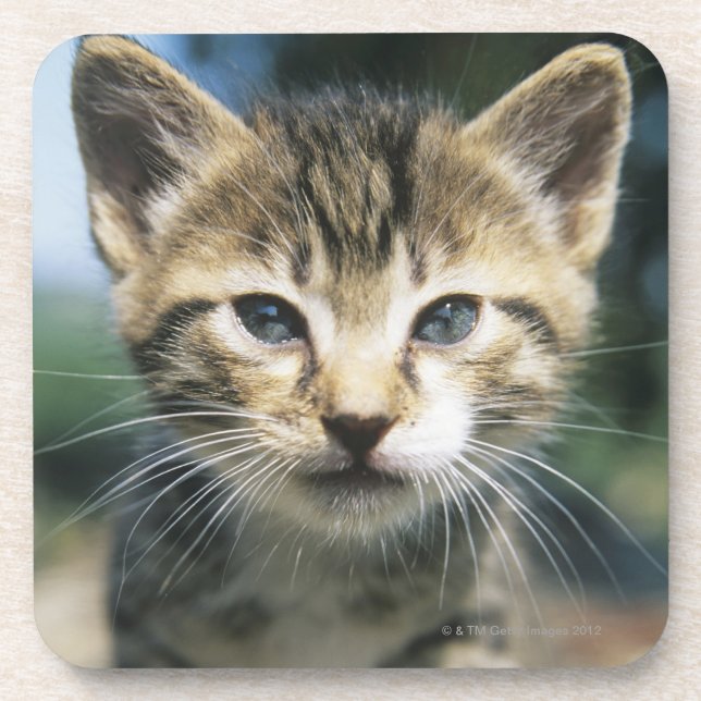 Kitten outdoors beverage coaster (Front)