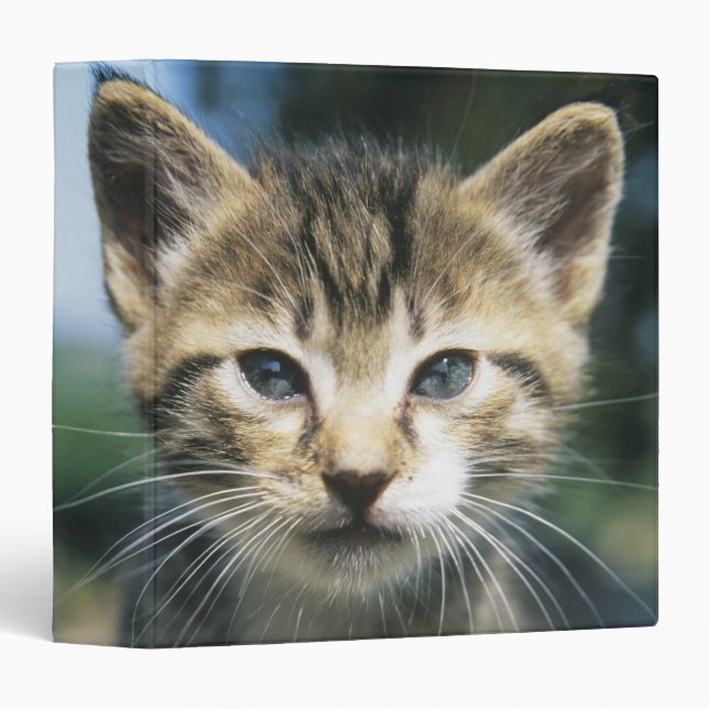 Kitten outdoors binder (Front/Spine)