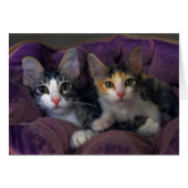 Kitten Pair in a Purple Bed (Front Horizontal)