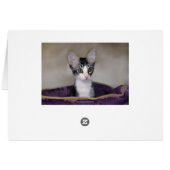 Kitten Pair in a Purple Bed Cards (Back Horizontal)