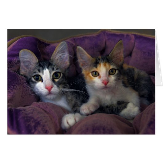 Kitten Pair in a Purple Bed Cards (Front Horizontal)