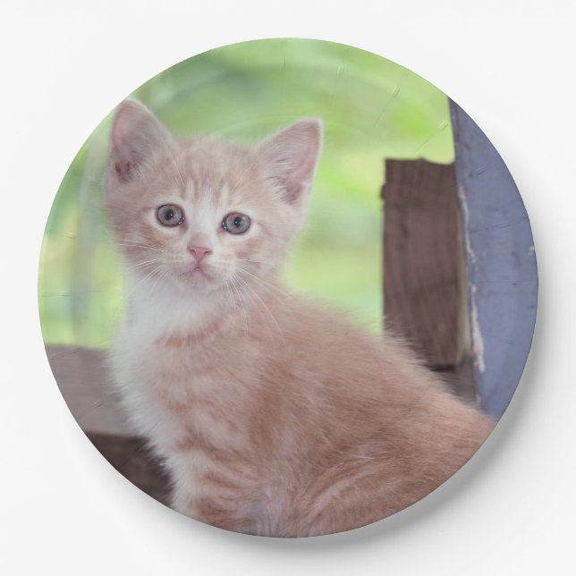 Kitten  paper plates (Front)