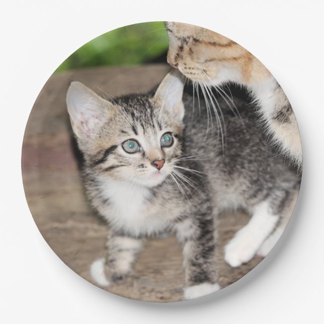 Kitten Paper Plates (Front)