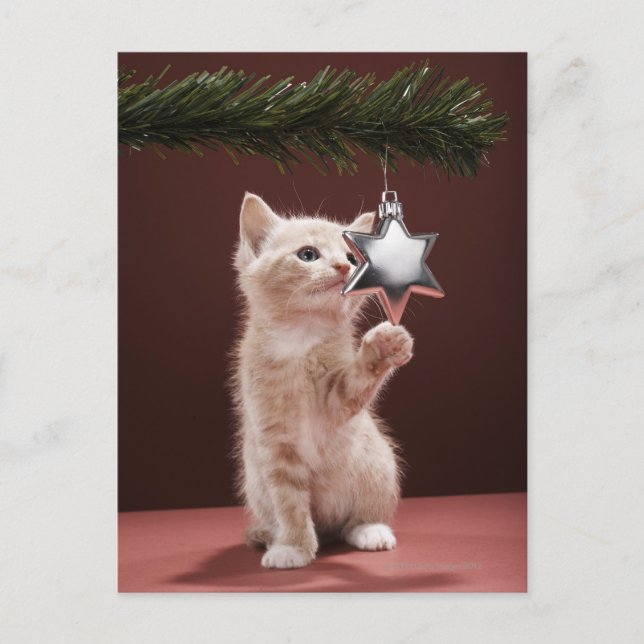 Kitten pawing Christmas decoration on tree Holiday Postcard (Front)