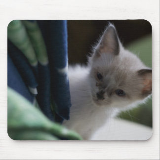 Kitten Peaking Mousepad
