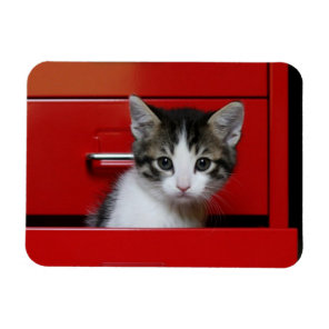 Kitten Peeking Magnet
