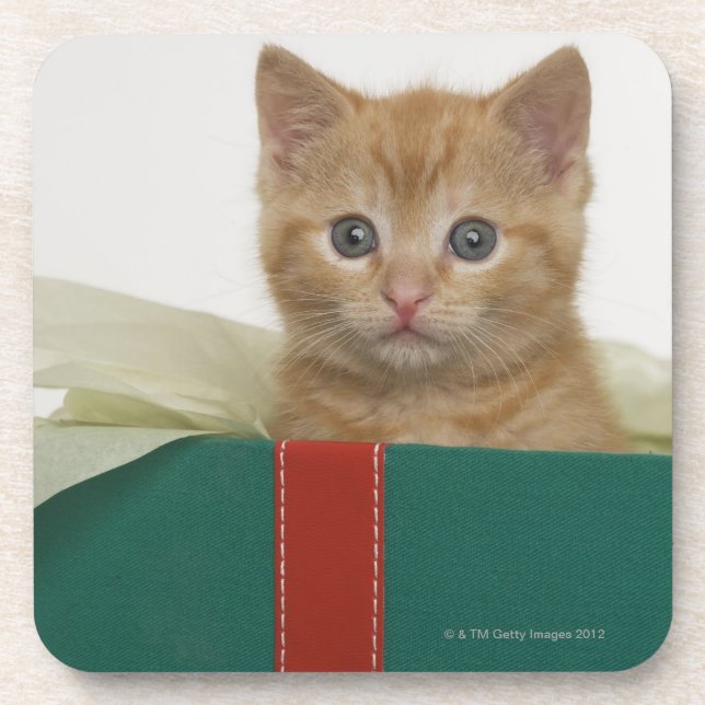Kitten peeking out of gift box drink coaster (Front)