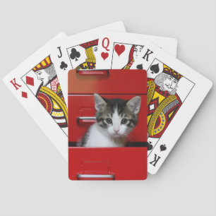 Kitten Peeking Poker Cards