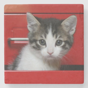 Kitten Peeking Stone Coaster