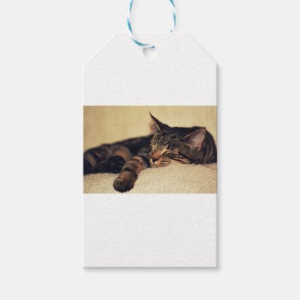 Kitten Pet Animal Gift Tags