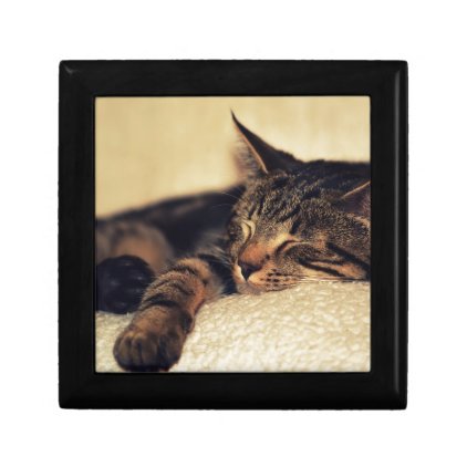 Kitten Pet Animal Keepsake Box