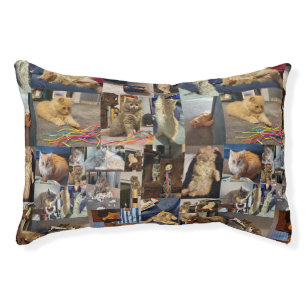 Kitten Photo Collage, Cat Bed