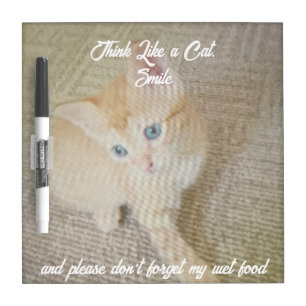Kitten Photo Funny Dry Erase Board
