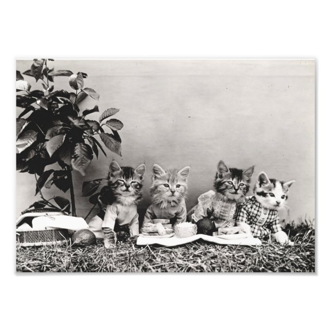 Kitten Picnic Photo Print (Front)