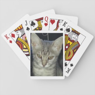 Kitten playing cards