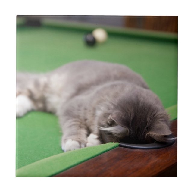 Kitten Playing Pool Ceramic Tile (Front)