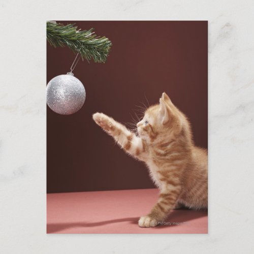 Kitten Playing with Ornament Postcard