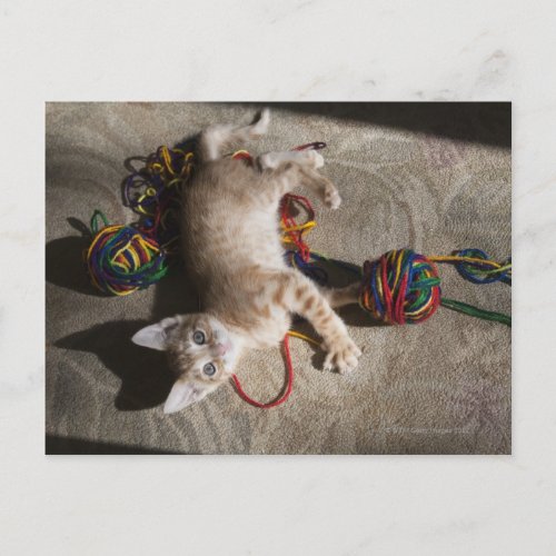 Kitten Playing With Yarn Postcard