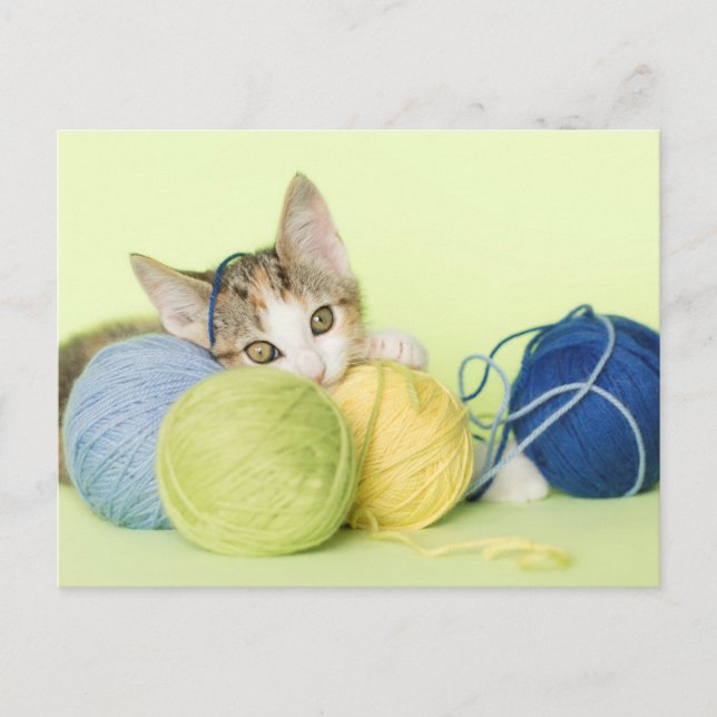 Kitten Playing Yarn Postcard (Front)