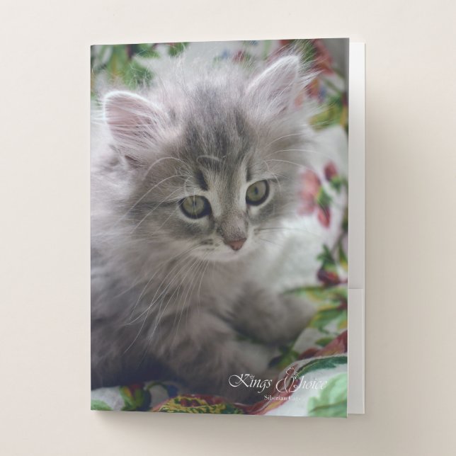 Kitten pocket folder (Front)