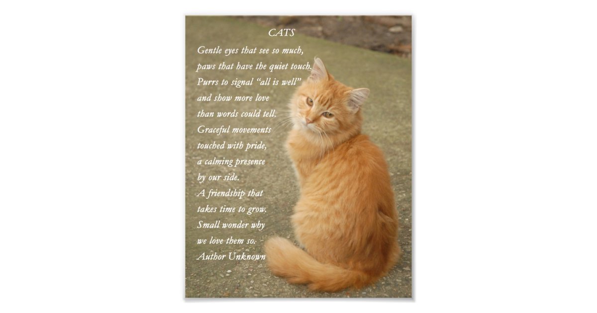 Kitten Poem Cute Orange Cat Photo Print Zazzle