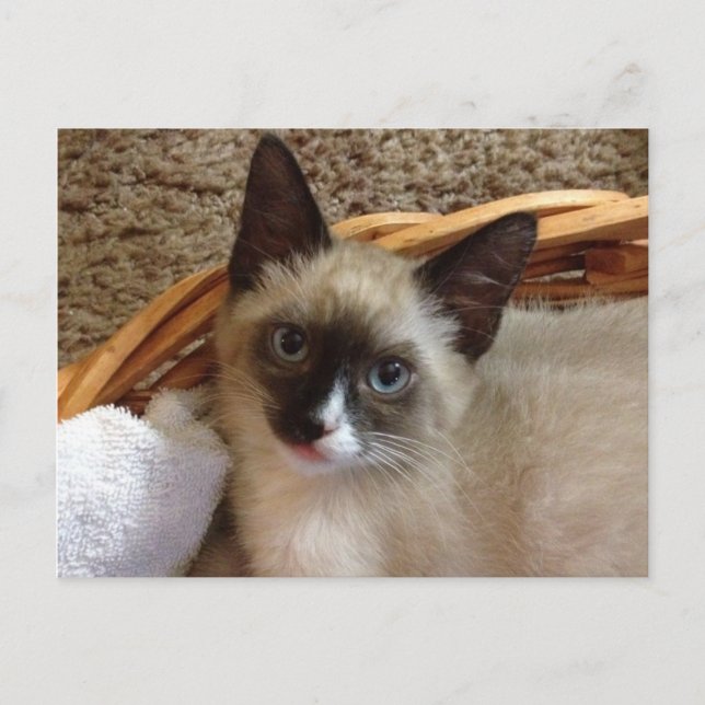 kitten post card (Front)