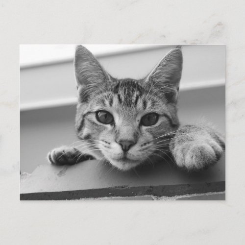 Kitten Post Card