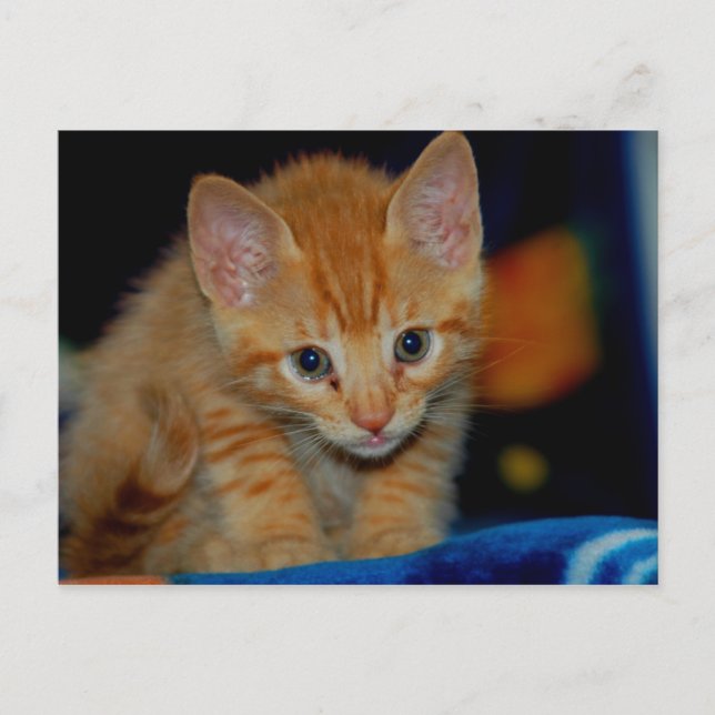 Kitten Postcard (Front)