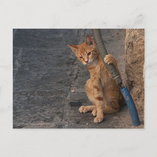 Kitten Postcard (Front)