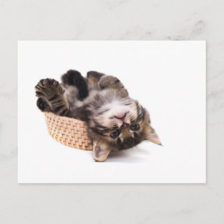 kitten postcard