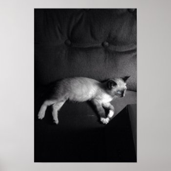 Kitten Poster by zzl_157558655514628 at Zazzle