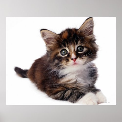 Kitten Poster