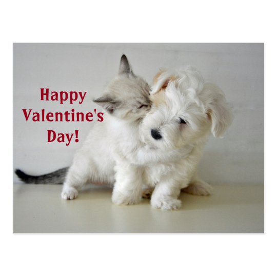 valentines day puppies