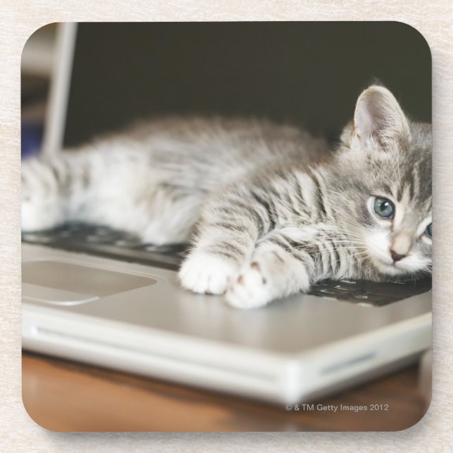 Kitten resting on laptop computer drink coaster (Front)