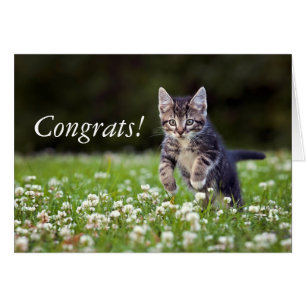 Kitten Running Through Clover Cards