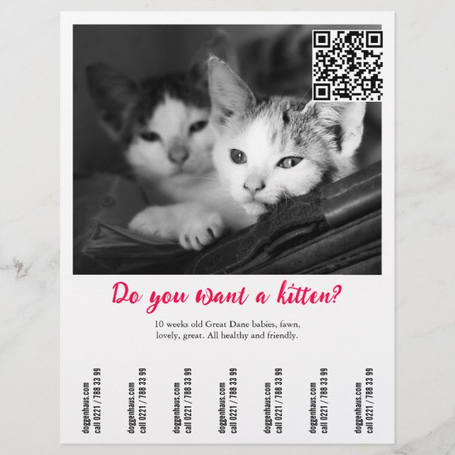 Kitten Selling Flyer (Front)