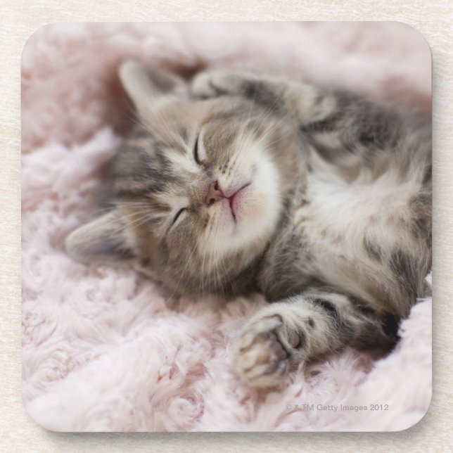 Kitten Sleeping Beverage Coaster (Front)