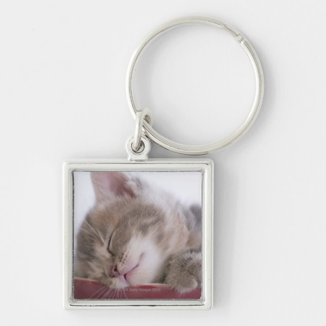 Kitten Sleeping in Bowl 2 Keychain (Front)