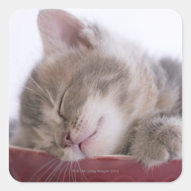 Kitten Sleeping in Bowl 2 Square Sticker (Front)