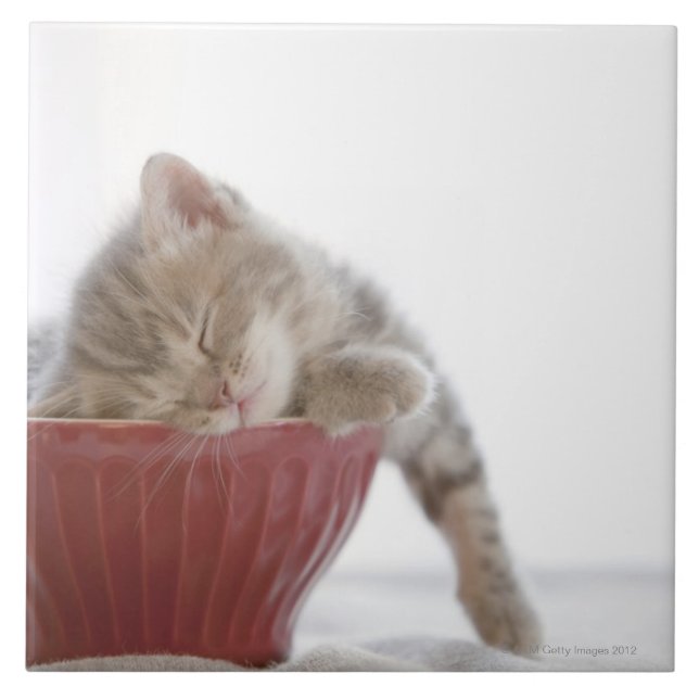 Kitten Sleeping in Bowl Ceramic Tile (Front)