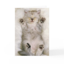 Kitten Sleeping on a White Fluffy Carpet, High