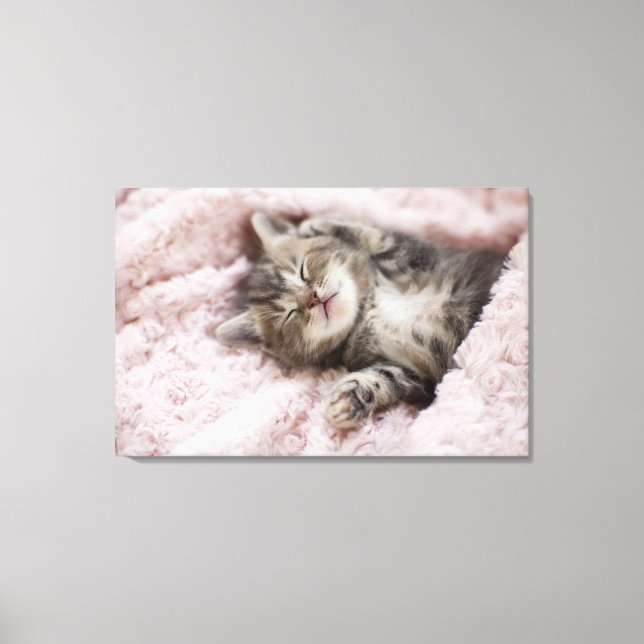 Kitten Sleeping on Towel Canvas Print (Front)